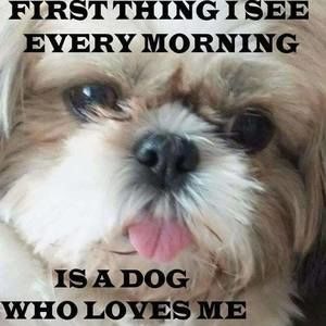 Meet your Posher, Dennis